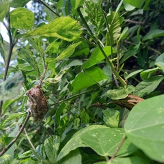 Trachycephalus vermiculatus