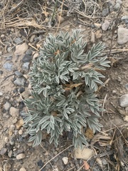 Astragalus uncialis