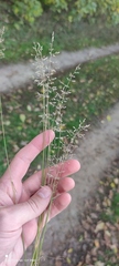 Agrostis gigantea