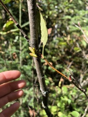 Alnus alnobetula