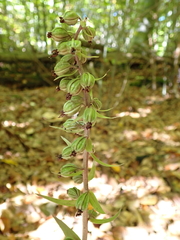 Epipactis purpurata