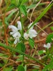 Leucas glabrata
