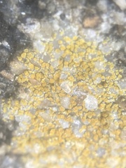 Candelariella aurella