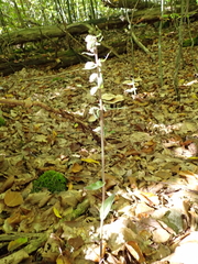 Epipactis purpurata