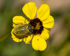 Geoborus rugipennis