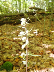 Epipactis purpurata