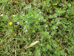 Sherardia arvensis