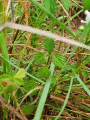 Leucas glabrata