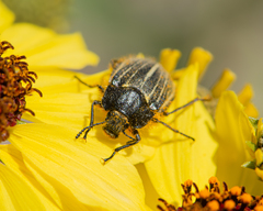 Geoborus rugipennis