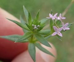 Sherardia arvensis