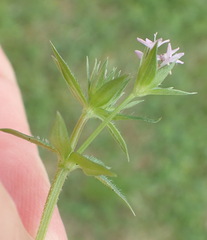 Sherardia arvensis