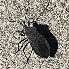 Anasa
