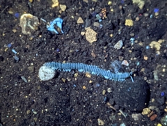 Diplopoda