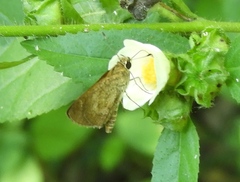 Callimormus saturnus