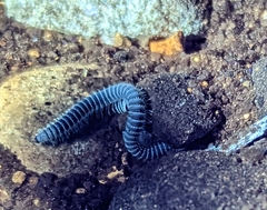 Diplopoda