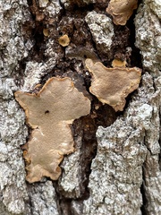 Phellinopsis conchata