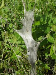 Eriogaster lanestris