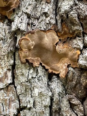 Phellinopsis conchata