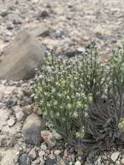 Lappula occidentalis