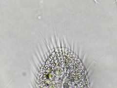 Ciliophora
