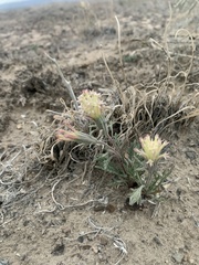 Chaenactis macrantha