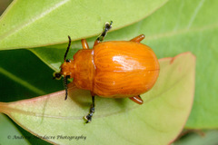 Podontia lutea