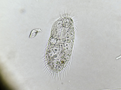 Ciliophora