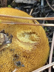 Suillus brevipes