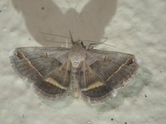 Acantholipes trimeni