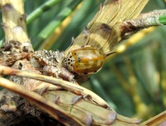Harmonia quadripunctata