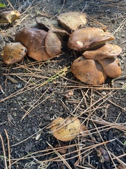 Suillus brevipes