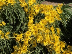 Helianthus maximiliani