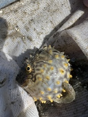 Chilomycterus schoepfii