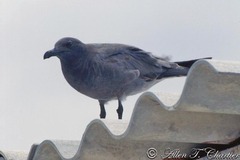 Leucophaeus fuliginosus