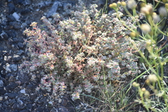 Euphorbia melanadenia