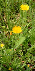 Krigia dandelion