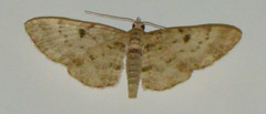 Eupithecia abietaria
