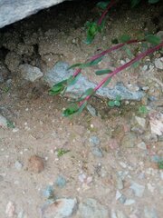 Portulaca oleracea