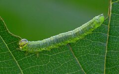 Euura glutinosae