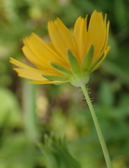 Krigia dandelion