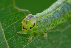 Euura glutinosae