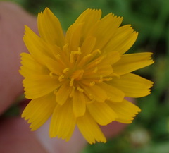 Krigia dandelion