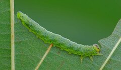 Euura glutinosae