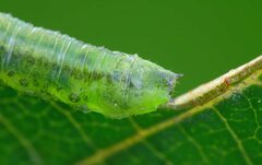 Euura glutinosae