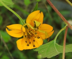 Misumenoides