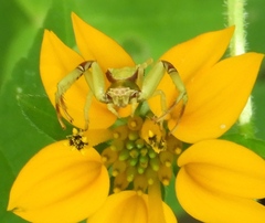 Misumenoides