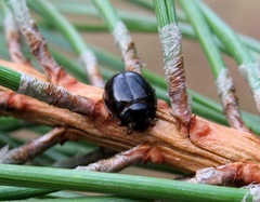 Harmonia quadripunctata