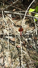 Erythrodiplax fervida