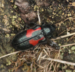 Astylus aulicus