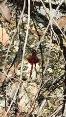 Erythrodiplax fervida